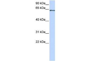 WB Suggested Anti-RELA Antibody Titration:  0. (NF-kB p65 anticorps  (Middle Region))