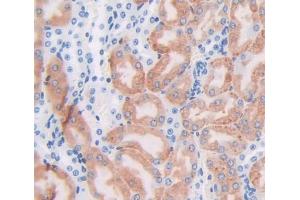 IHC-P analysis of Mouse Tissue, with DAB staining. (FTH1 anticorps  (AA 1-182))