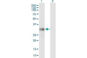 Western Blot analysis of HS2ST1 expression in transfected 293T cell line by HS2ST1 MaxPab polyclonal antibody. (HS2ST1 anticorps  (AA 1-229))