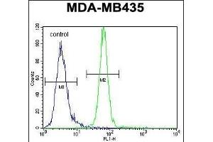 AKT1 Antibody (C-term) (ABIN652283 and ABIN2841190) flow cytometric analysis of MDA-M cells (right histogram) compared to a negative control cell (left histogram). (AKT1 anticorps  (C-Term))