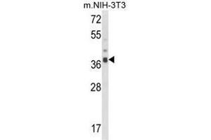 Western blot analysis of ARPC1B Antibody (Center) in NIH-3T3 cell line lysates (35ug/lane). (ARPC1B anticorps  (Middle Region))