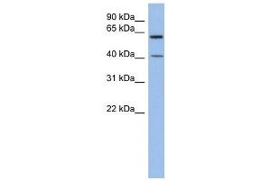 B3GALTL antibody used at 1 ug/ml to detect target protein. (B3GALTL anticorps  (Middle Region))