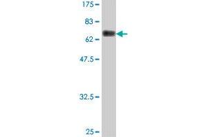 Western Blot detection against Immunogen (68.