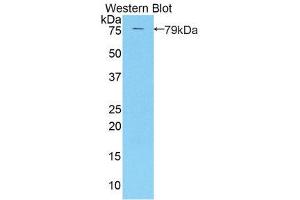 Western Blotting (WB) image for anti-Killer Cell Immunoglobulin-Like Receptor, three Domains, Long Cytoplasmic Tail, 3 (KIR3DL3) (AA 147-410) antibody (ABIN1859543)