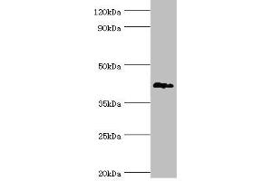 Western blot All lanes: G/T mismatch-specific thymine DNA glycosylase antibody at 6 μg/mL + Mouse brain tissue Secondary Goat polyclonal to rabbit IgG at 1/10000 dilution Predicted band size: 46 kDa Observed band size: 46 kDa (TDG anticorps  (AA 141-410))