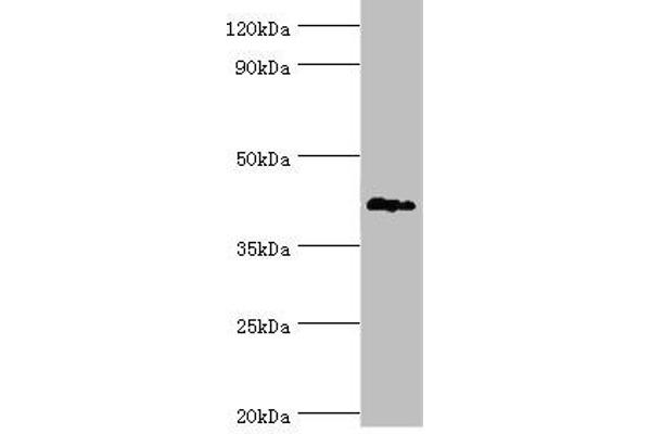 TDG anticorps  (AA 141-410)