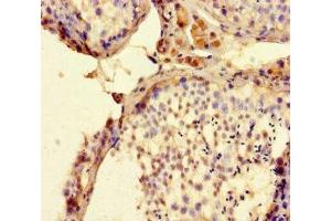 Immunohistochemistry of paraffin-embedded human testis tissue using ABIN7165554 at dilution of 1:100 (FAM71F2 anticorps  (AA 1-300))