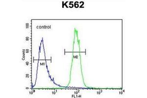 Flow cytometric analysis of K562 cells using DPY19L1 Antibody (C-term) Cat.