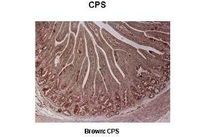 Sample Type :  Pig duodenum   Primary Antibody Dilution :   1:500  Secondary Antibody :  Anti-rabbit-biotin, streptavidin-HRP   Secondary Antibody Dilution :   1:500  Color/Signal Descriptions :  Brown: CPS  Gene Name :  CPS1  Submitted by :  Juan C.