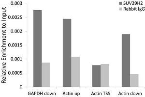 Chromatin immunoprecipitation analysis extracts of 293T cell line, using SUV39H2 antibody.