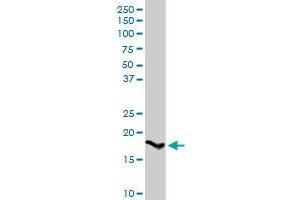 SPINK1 MaxPab rabbit polyclonal antibody.