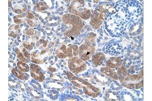 CD36 antibody was used for immunohistochemistry at a concentration of 4-8 ug/ml. (CD36 anticorps)