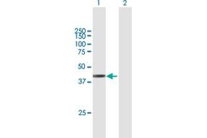 Western Blot analysis of ARMCX3 expression in transfected 293T cell line by ARMCX3 MaxPab polyclonal antibody.