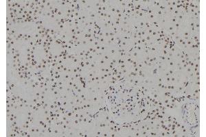 ABIN6273635 at 1/100 staining Rat kidney tissue by IHC-P. (HSPB3 anticorps  (Internal Region))