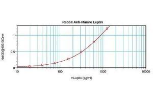 Image no. 1 for anti-Leptin (LEP) antibody (ABIN465758) (Leptin anticorps)