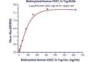 Measured by its binding ability in a functional ELISA.