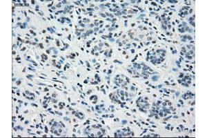 Image no. 2 for anti-Signal Transducer and Activator of Transcription 1, 91kDa (STAT1) antibody (ABIN1501169) (STAT1 anticorps)