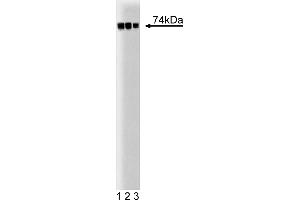 Western Blotting (WB) image for anti-C-Raf-1 (AA 162-378) antibody (ABIN967783) (C-Raf-1 (AA 162-378) anticorps)