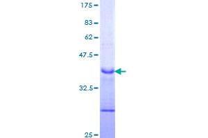 Image no. 1 for Notch 1 (NOTCH1) (AA 23-132) protein (GST tag) (ABIN1312809)