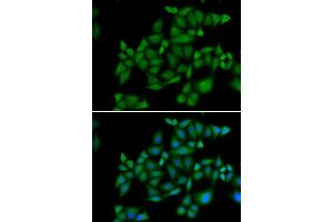 Immunofluorescence analysis of HeLa cell using BLZF1 antibody.