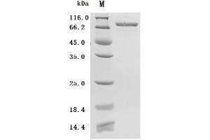 Heat Shock 70kDa Protein 5 (Glucose-Regulated Protein, 78kDa) (HSPA5) (AA 19-654), (full length) (Active) protein (His tag)