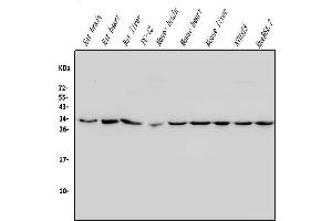 Western blot analysis of REA/PHB2 using anti-REA/PHB2 antibody (ABIN7599240).