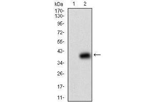 Western blot analysis using B2M mAb against HEK293 (1) and B2M (AA: 21-100)-hIgGFc transfected HEK293 (2) cell lysate.