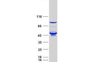 Validation with Western Blot (FKBPL Protein (Myc-DYKDDDDK Tag))