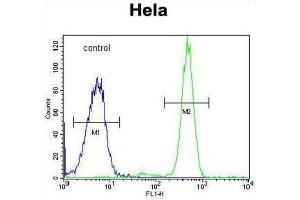 Flow Cytometry (FACS) image for anti-Polymerase (RNA) III (DNA Directed) Polypeptide H (22.9kD) (POLR3H) antibody (ABIN3002174) (POLR3H anticorps)