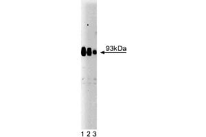 Western blot analysis of Gephyrin on rat brain lysate. (Gephyrin anticorps  (AA 569-726))
