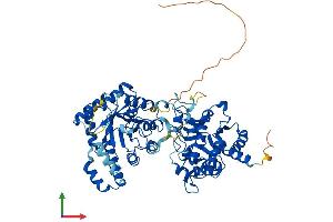 AlphaFold protein structure predicition of Mouse Recombinant Mthfr Protein, UniprotID Q9WU20