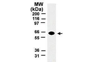 Western blot analysis of TRAF5. (TRAF5 anticorps  (AA 77-186))