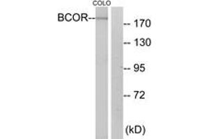Western Blotting (WB) image for anti-BCL6 Co-Repressor (BCOR) (AA 1231-1280) antibody (ABIN2889866) (BCOR anticorps  (AA 1231-1280))