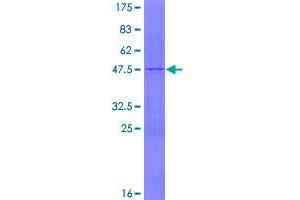 Image no. 1 for Mitochondrial Ribosomal Protein L17 (MRPL17) (AA 1-175) protein (GST tag) (ABIN1311298)