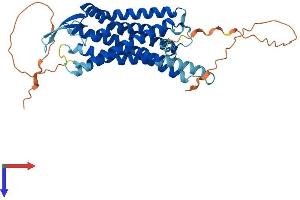 AlphaFold protein structure predicition of Human Recombinant BRS3 Protein, UniprotID P32247