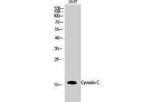 Western Blotting (WB) image for anti-Cystatin C (CST3) (Internal Region) antibody (ABIN3184215) (CST3 anticorps  (Internal Region))