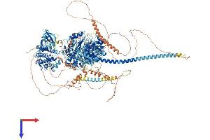 AlphaFold protein structure predicition of Human Recombinant MYO3A Protein, UniprotID Q8NEV4