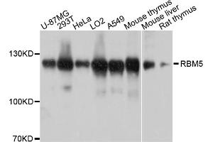 Western blot analysis of extracts of various cell lines, using RBM5 antibody. (RBM5 anticorps)
