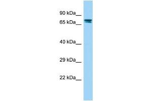 Host: Rabbit Target Name: GPR115 Sample Type: Fetal Kidney lysates Antibody Dilution: 1. (G Protein-Coupled Receptor 115 anticorps  (N-Term))