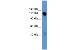 WB Suggested Anti-Bnc2 Antibody Titration:  0. (Basonuclin 2 anticorps  (C-Term))