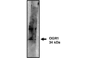 Western blot analysis using OGR1 antibody on cells transfected with OGR1 protein at 10 µg/ml. (GPR68 anticorps)