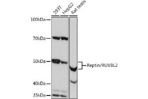 Western blot analysis of extracts of various cell lines, using Reptin/RUVBL2 Rabbit mAb (ABIN7270119) at 1:1000 dilution.