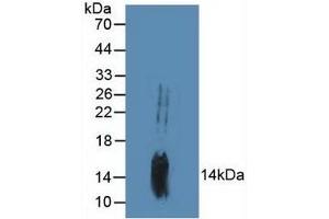 Western blot analysis of Mouse Brain Tissue. (GADD45B anticorps  (AA 1-160))
