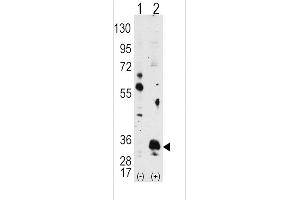 Western blot analysis of PIM1 using PIM1 Antibody using 293 cell lysates (2 ug/lane) either nontransfected (Lane 1) or transiently transfected with the PIM1 gene (Lane 2). (PIM1 anticorps)