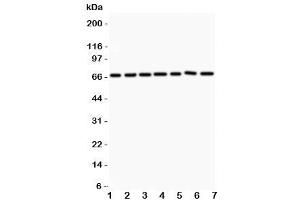 Western blot testing of ANG1 antibody and Lane 1:  HeLa (Angiopoietin 1 anticorps  (AA 16-350))