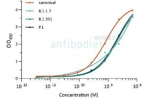Direct ELISA of SARS-CoV-2 variant proteins with anti-SARS-CoV-2 Spike S1 antibody ABIN6952962. (SARS-CoV-2 Spike anticorps)