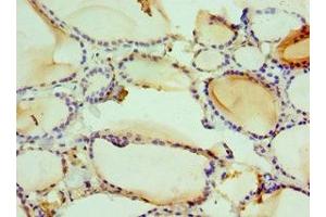 Immunohistochemistry of paraffin-embedded human thyroid tissue using ABIN7161681 at dilution of 1:100 (HMGN2 anticorps  (AA 1-90))