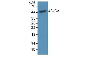 Detection of Recombinant GAS6, Mouse using Polyclonal Antibody to Growth Arrest Specific Protein 6 (GAS6) (GAS6 anticorps  (AA 59-221))
