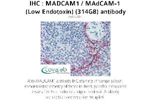 Image no. 1 for anti-Mucosal Vascular Addressin Cell Adhesion Molecule 1 (MADCAM1) antibody (ABIN5693628) (MADCAM1 anticorps)