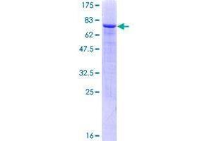 Image no. 1 for Zinc Finger Protein 71 (ZNF71) (AA 1-489) protein (GST tag) (ABIN1326400)